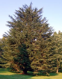 Atlas_Cedar